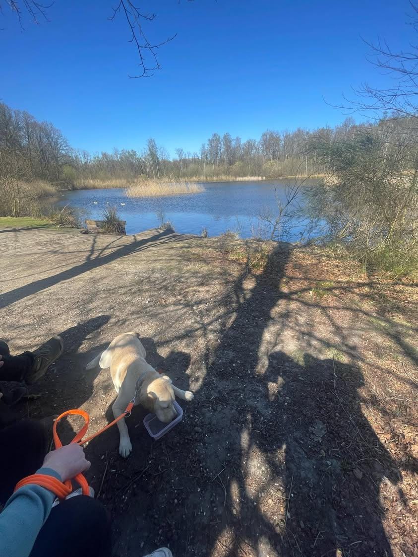 Customer photo review of Training Double Ended Dog Lead | 2m Length -  Orange