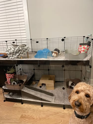 Customer photo review of Two Tier 4x2 Stacked Double C&C Cage