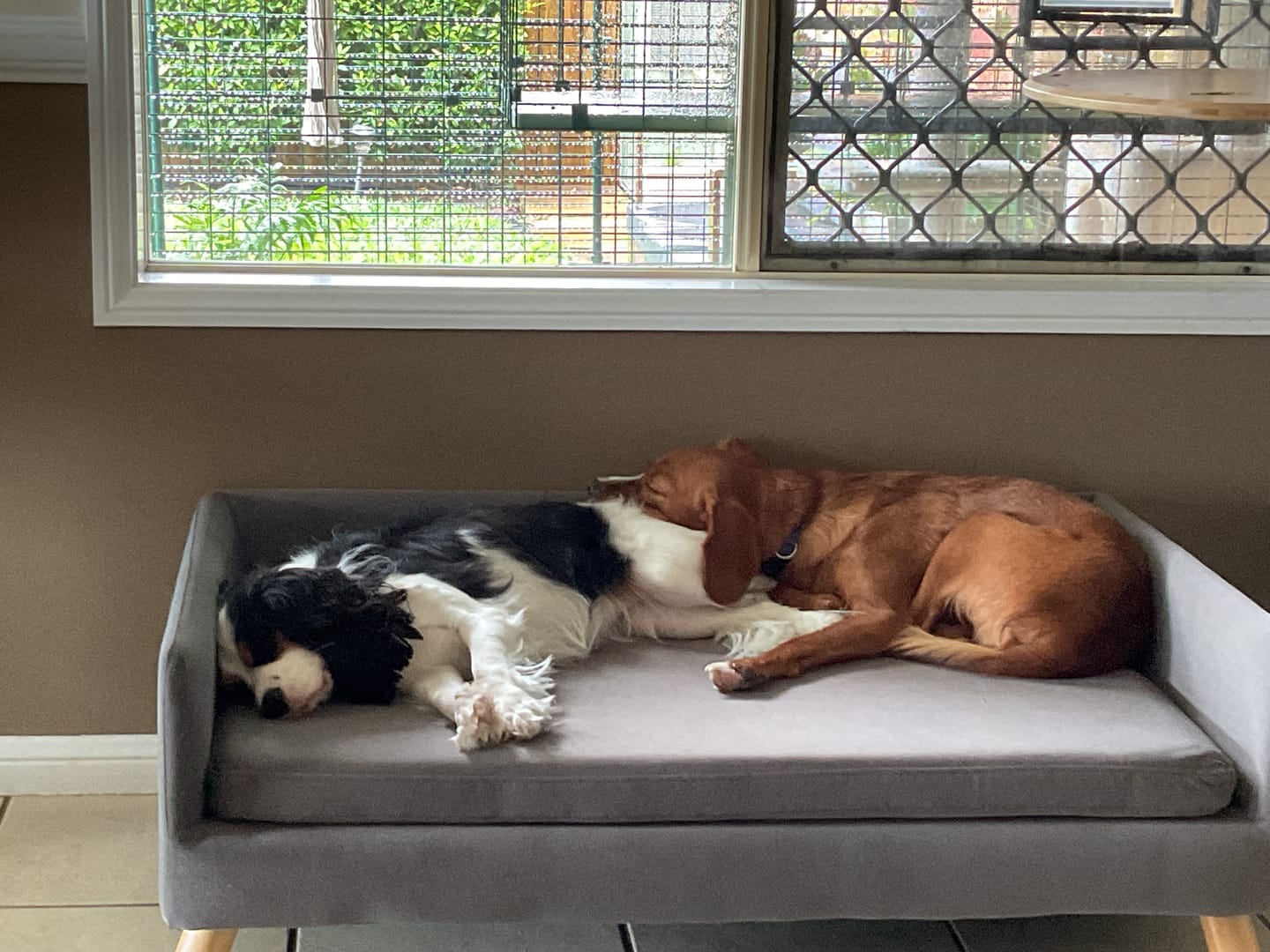 Customer photo review of PaWz Warm Soft Lounge Couch Chair Bed