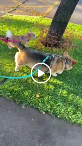 Customer video review of Correa Larga para Perros - Tactic | 3 mts | Turquoise