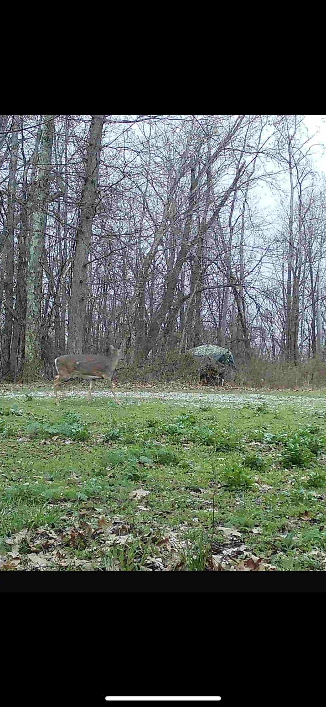 Customer photo review of OptiVue 360° Ultra-HD See-Through Hunting Blind with 90° Full-Access Door