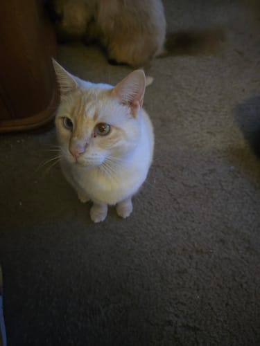 Customer photo review of GCP Flea & Tick Natural Defense for Cats - 100 Soft Chews