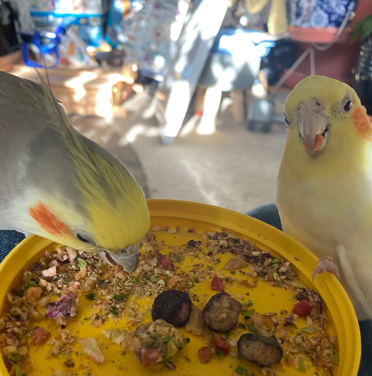 Customer photo review of Bird Bites Freeze Dried Chop - Daily Fruits & Veggies, 4 Flavors to Choose From
