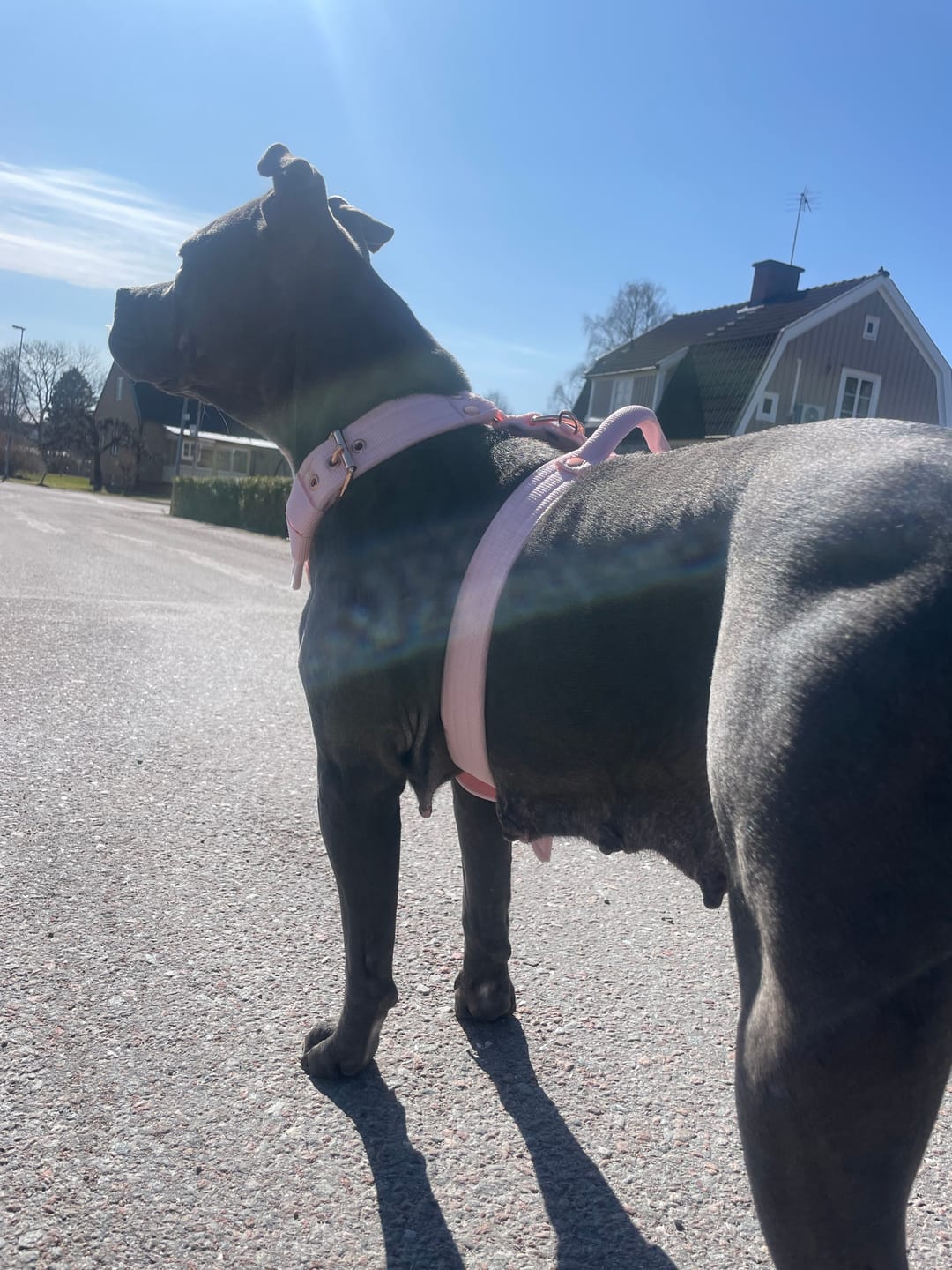 Customer photo review of Easy Walk Rose Edition Pastel Pink - Sele med handtag