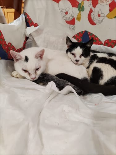 Adriana S. review of Diffusore Calmante per Gatti image 1 out of 1