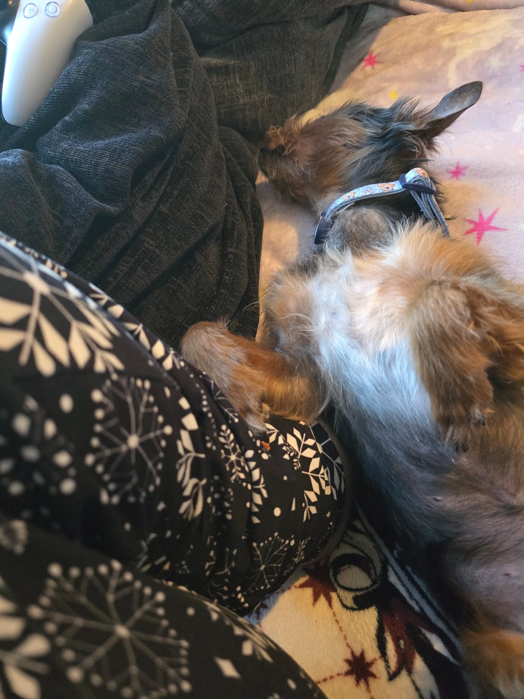 Customer photo review of Disney© Bow Tie - Bambi + Friends Blue