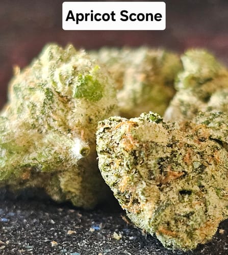 Customer photo review of Gold Spectrum THCA Flower (Connoisseur) - Apricot Scones
