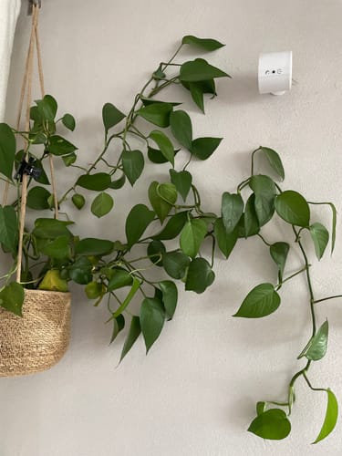 Customer photo review of FloraGrip® - Fixations pour plantes grimpantes