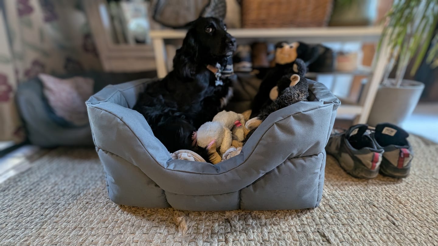 Customer photo review of Country Dog Heavy Duty Rectangular Dog Bed
