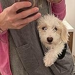 Customer photo review of Personalised Grey dog Sling Carrier for small dog image - Custom embroidered pet sling Carrier - Custom hands free Doogie Sling chest bag