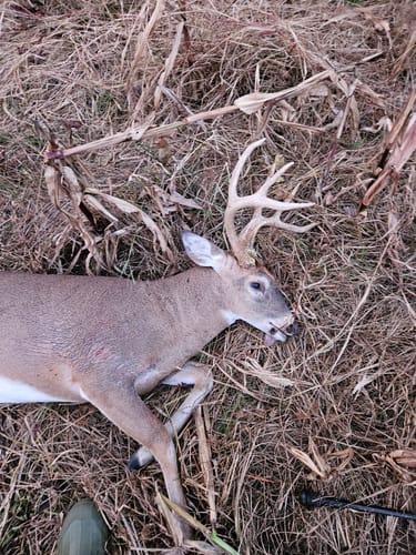 Customer photo review of Beast Broadheads - TRUMP Edition