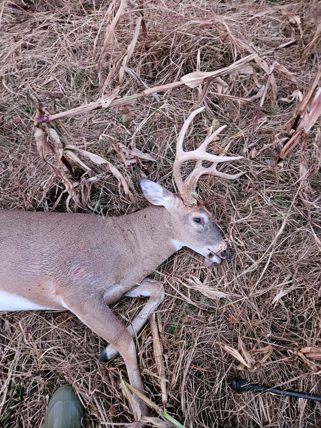 Customer photo review of Beast Broadheads - TRUMP Edition