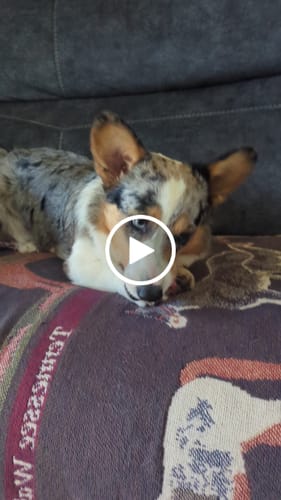 Customer video review of Mix Flavored Chews ( A Bundle of 6 Sticks )