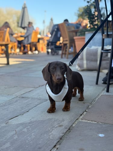Customer photo review of Marshmallow┃Bouclé Adjustable Harness