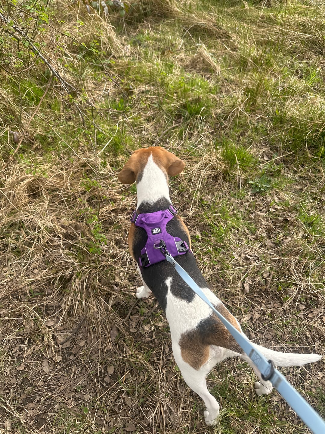Customer photo review of Air Harness | Anti-Pull & With Handle - Purple