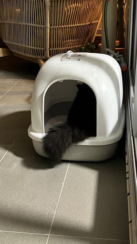 Customer photo review of 3 Month Supply - 1 Cat