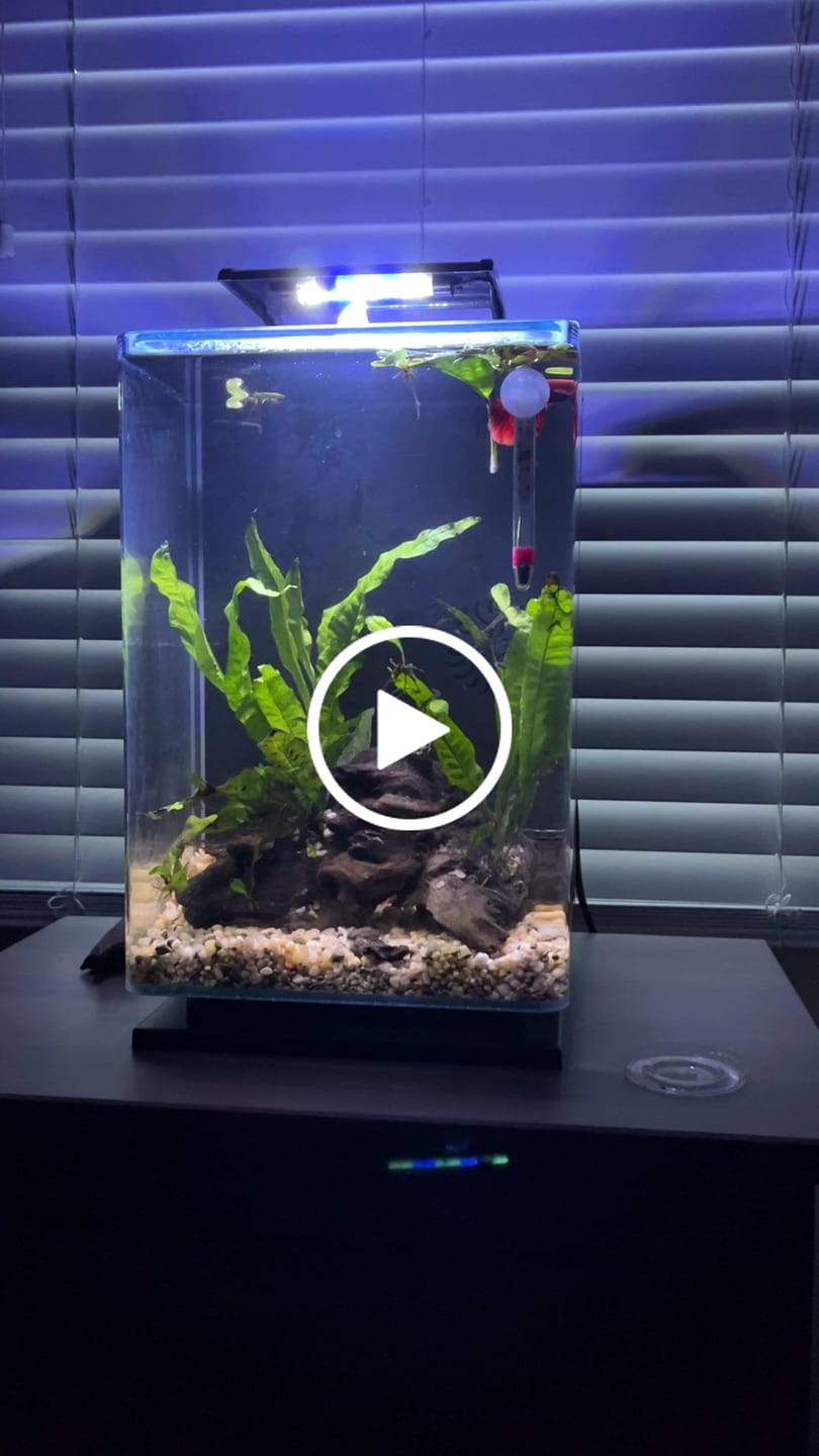 Customer video review of Super Red Halfmoon Male Betta Fish
