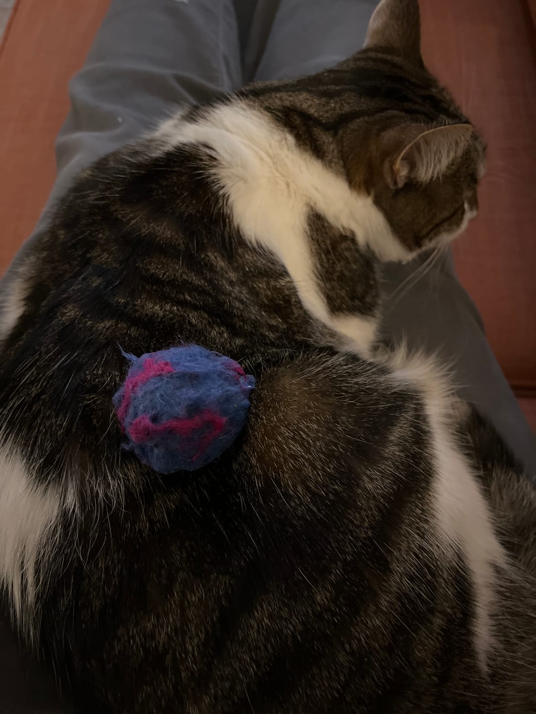 Customer photo review of Felt Cat Ball Toys