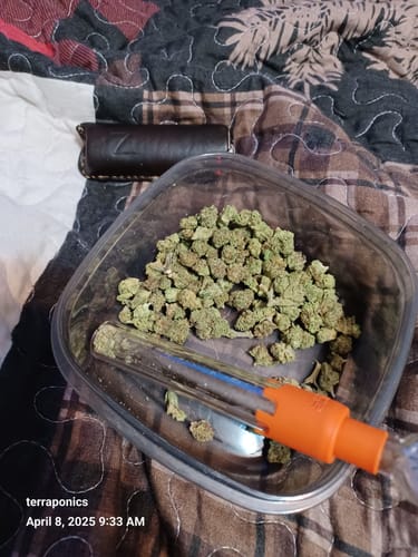 Customer photo review of Oreoz THCA Flower