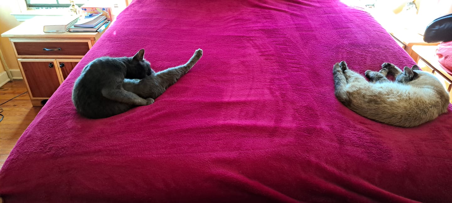 Customer photo review of Cat Eye Infection & Vision Support Remedy