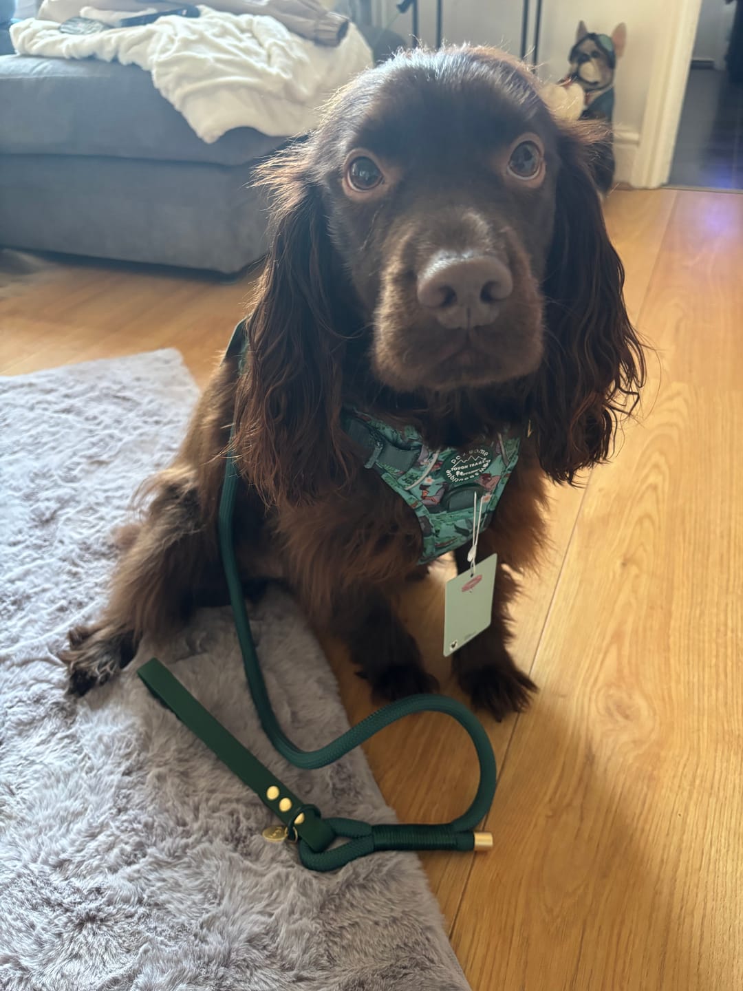 Customer photo review of Disney© 4ft Rope Lead - Jungle Book