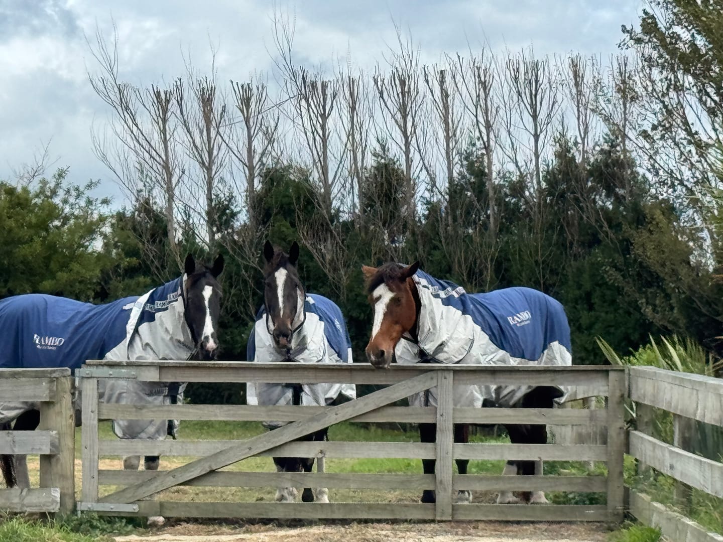 Customer photo review of Rambo Autumn Series Turnout