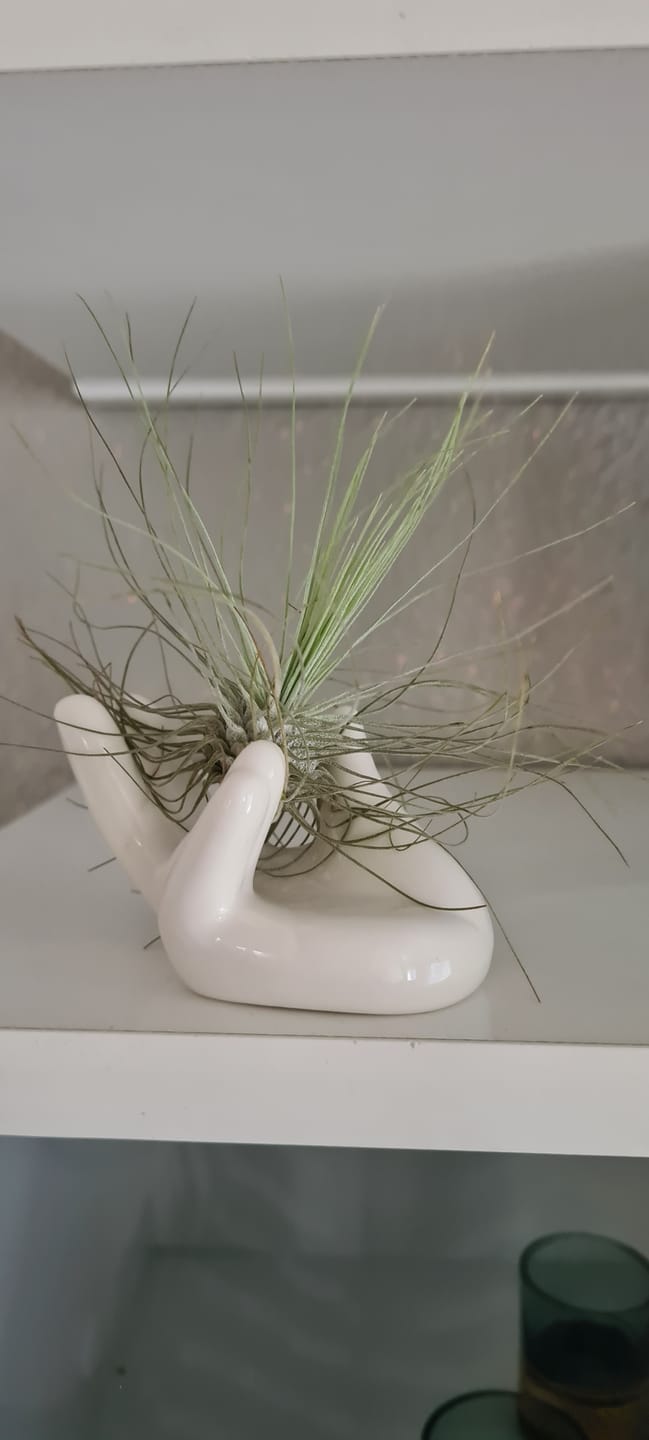 Customer photo review of Tillandsia argentea