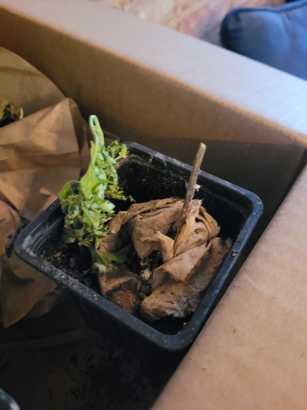 Customer photo review of Gregg's Mistflower