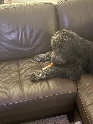 Customer photo review of Smoked Beef Marrow Bone