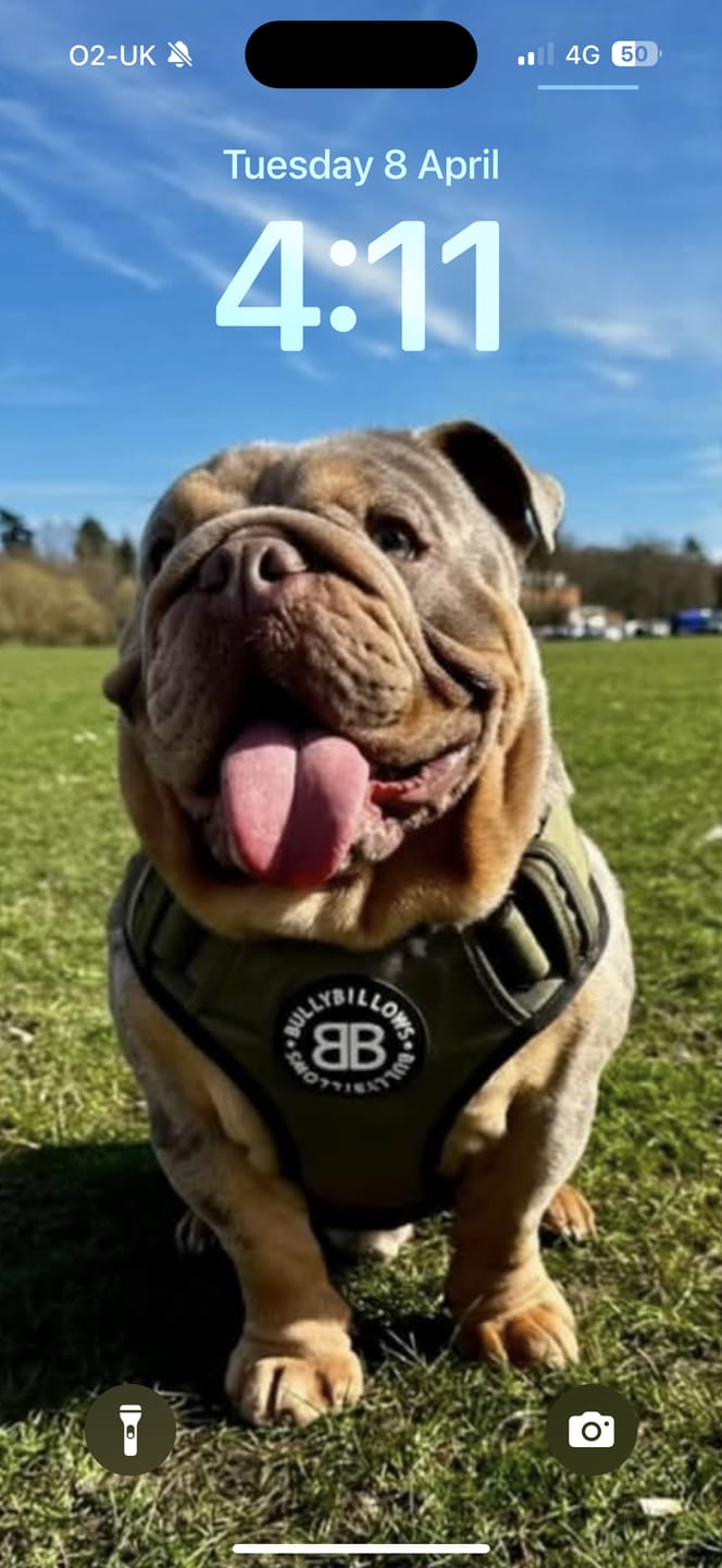 Customer photo review of Comfort Premium Harness | Non Restrictive - Khaki
