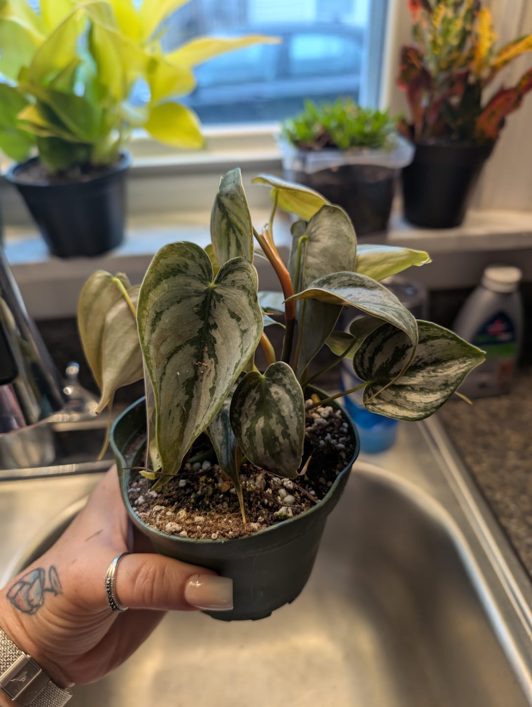 Customer photo review of Philodendron brandtianum