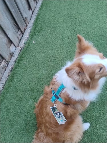 Customer photo review of Anny X FUN harness - Ice Blue