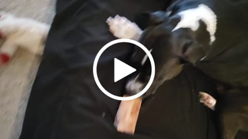 Customer video review of Smoked Beef Marrow Bone
