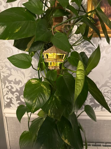 Customer photo review of Treetop Hideaway