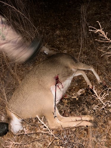Customer photo review of Beast Broadheads - TRUMP Edition