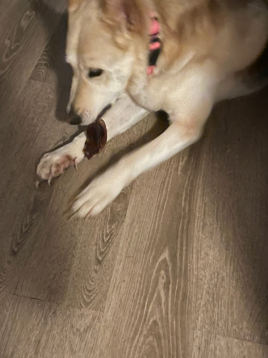 Customer photo review of Chewy Ostrich Knee Tendon: The Satisfying, Joint-Supporting Chew
