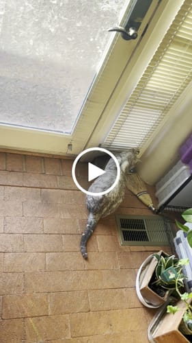 Cate C. review of SPEEDY TAIL 2.0 image 1 out of 1