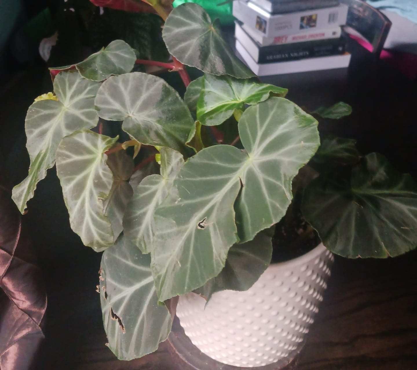 Customer photo review of Begonia angularis aff.