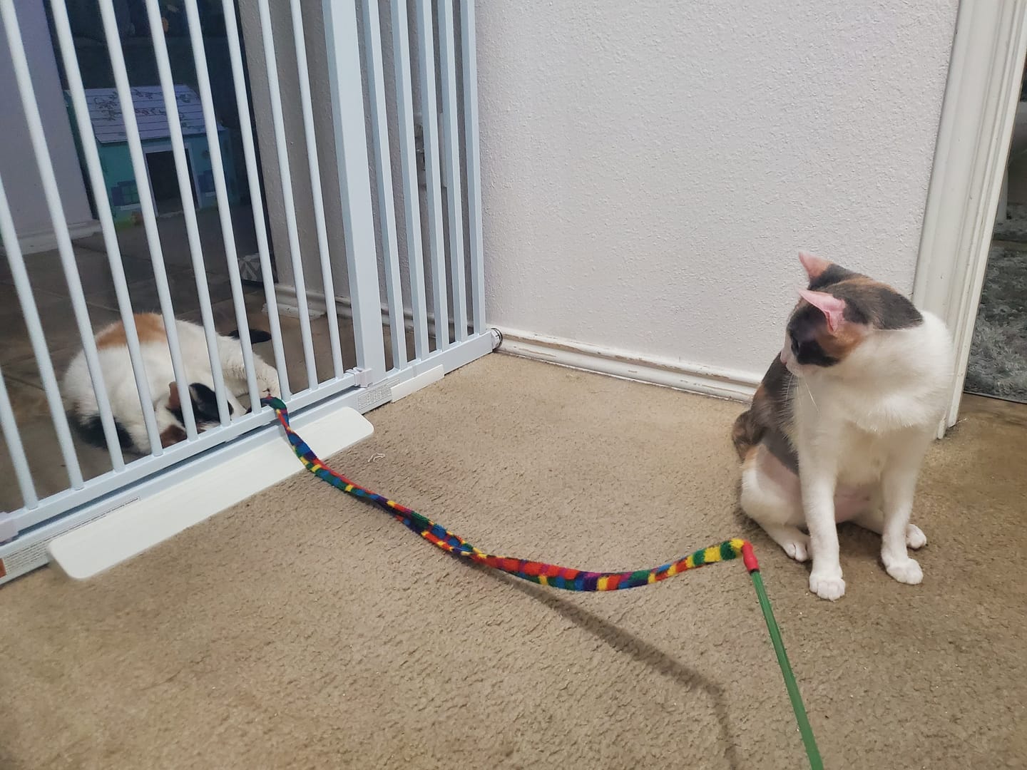 Customer photo review of FairyBaby 72" Tall Cat Gate with Narrow Bar Spacing