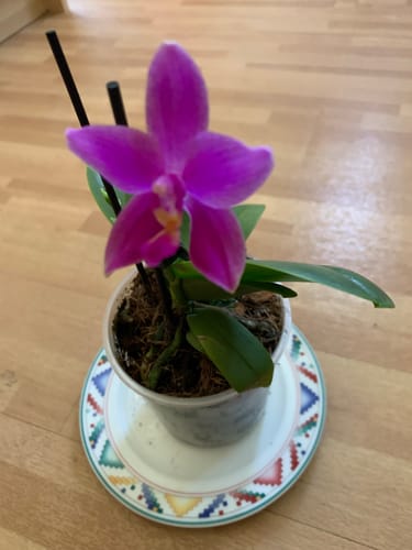 Customer photo review of Duftorchidee Love Potion mit lila Blüten und 1 Rispe