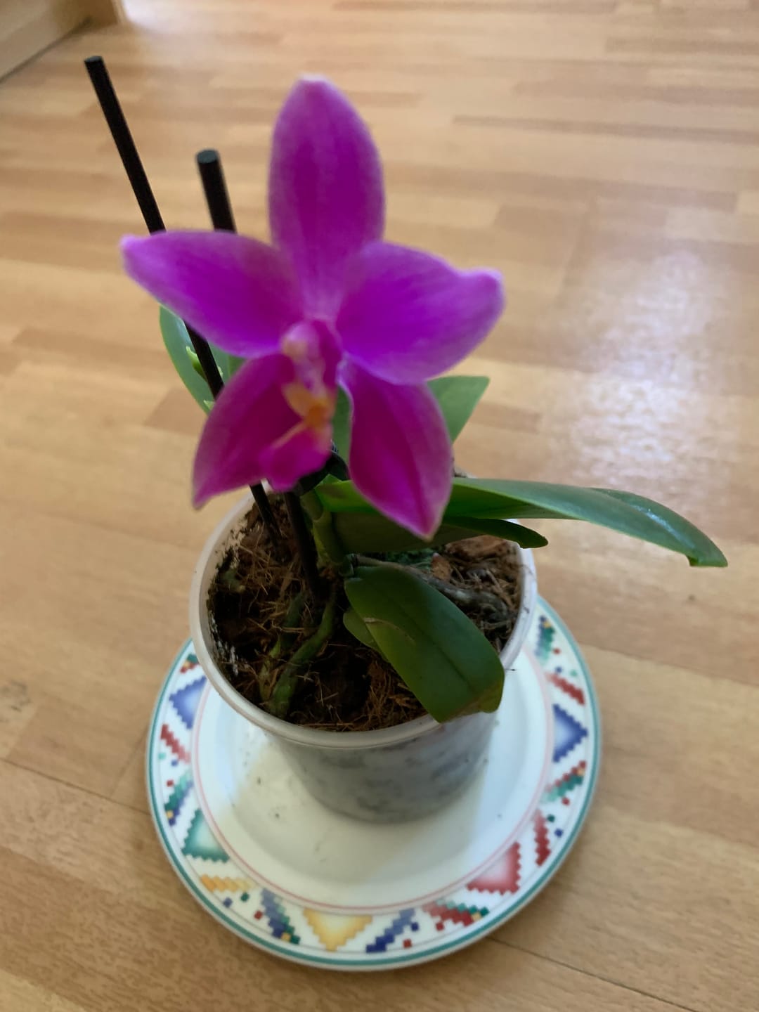 Customer photo review of Duftorchidee Love Potion mit lila Blüten und 1 Rispe