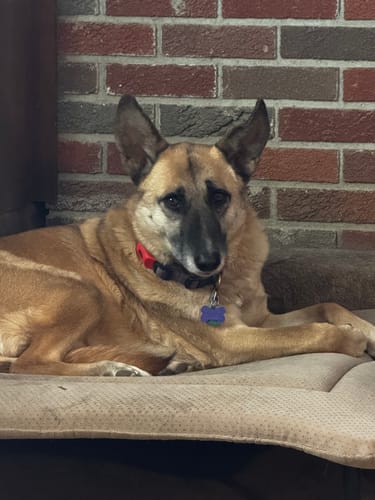 Customer photo review of FurLife™ 12 Months Flea and Tick Free