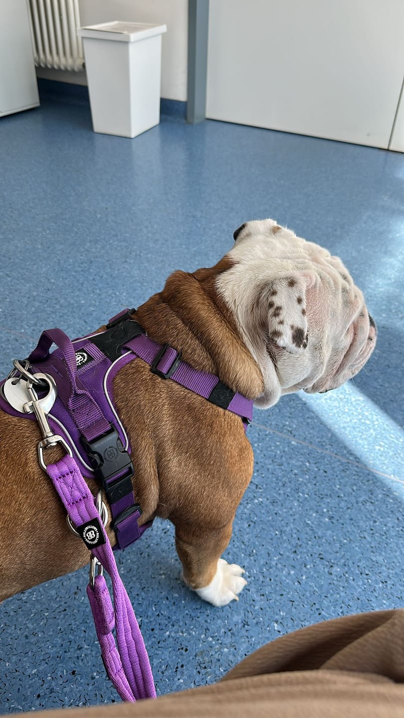 Customer photo review of Training Double Ended Dog Lead | 2m Length -  Purple