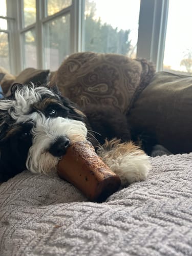 Customer photo review of Hickory Smoked Bully Sticks