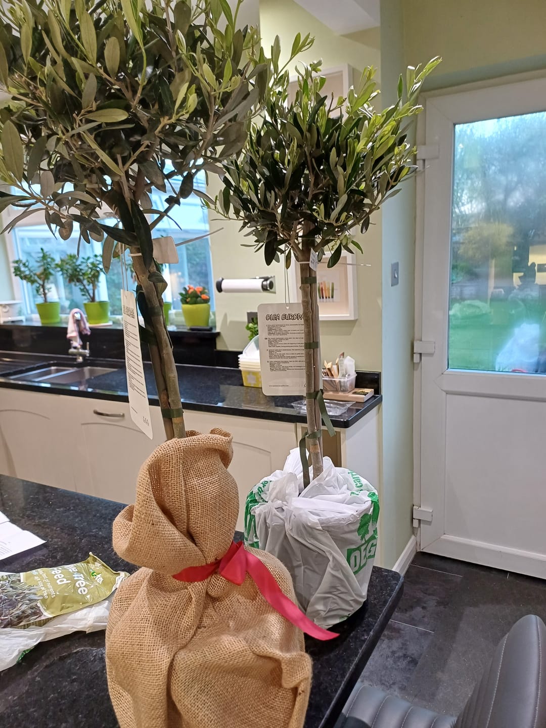 Customer photo review of Standard Olive Tree 80-90cm 5L