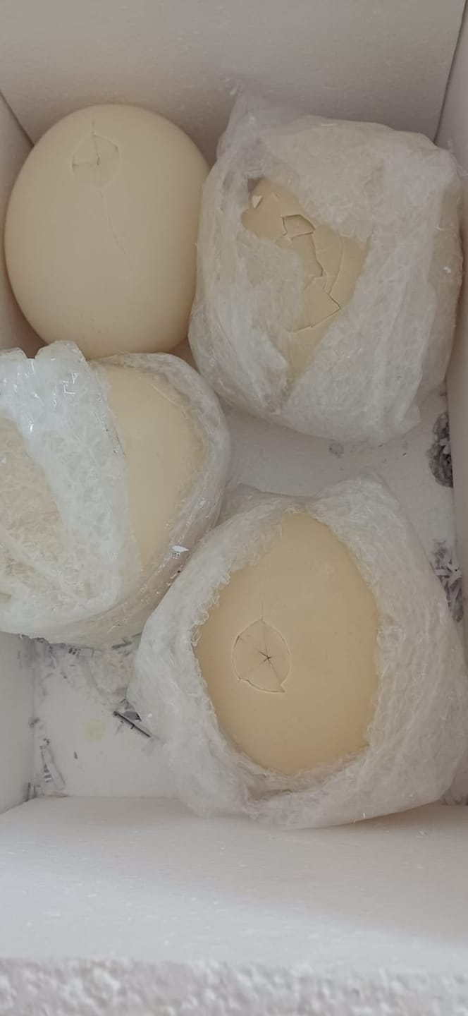 Customer photo review of Fresh Ostrich Egg