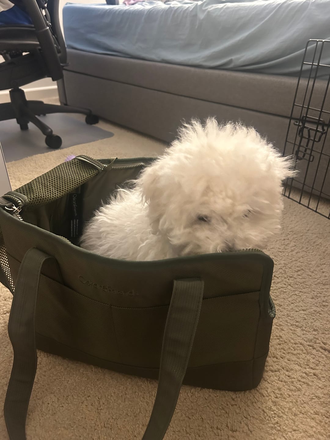 Customer photo review of Olive Green Pet Tote Bag