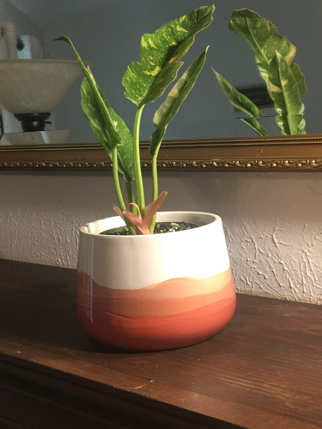 Customer photo review of Philodendron ‘Ring of Fire’
