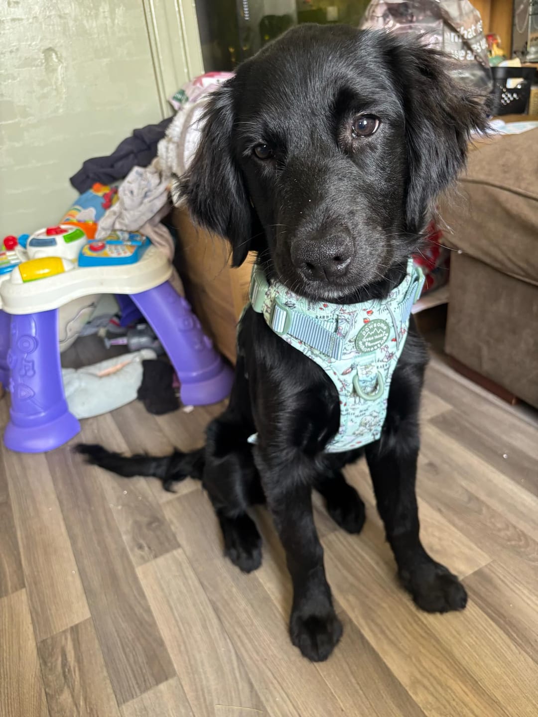 Customer photo review of Disney© Tough Trails™ Harness - 100 Aker Wood