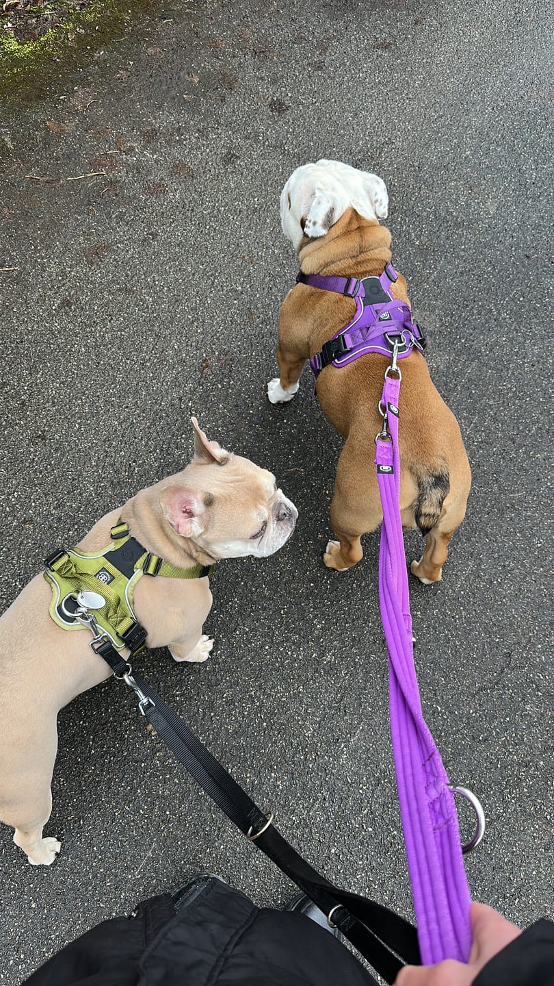 Customer photo review of Anti Pull Harness | With Handle & Lighter | Hurricane Harness - Purple